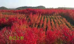 <b>辽宁抚顺：官方缘何非要抢走企业1.85亿？</b>