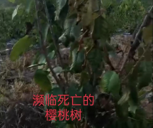 <b>大连瓦房店：“樱桃姐姐”温柔的残忍只顾赚钱?</b>