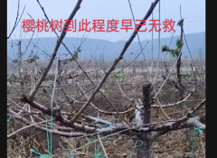 大连殿龙公司：疯狂删稿为哪般?