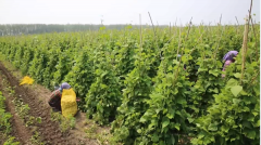 <b>兰西县豆角喜丰收产业促振兴</b>