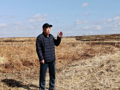 黑龙江桦南：荒地变沃土后开荒成果竟然遭抢夺？